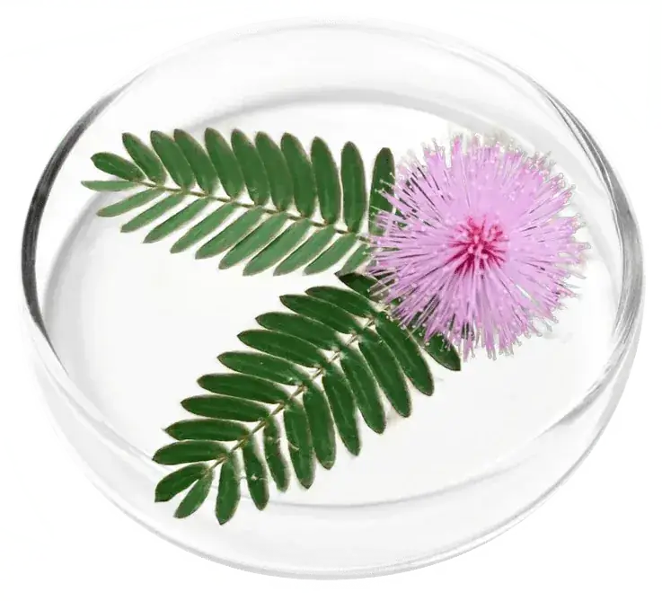Mimosa Pudica