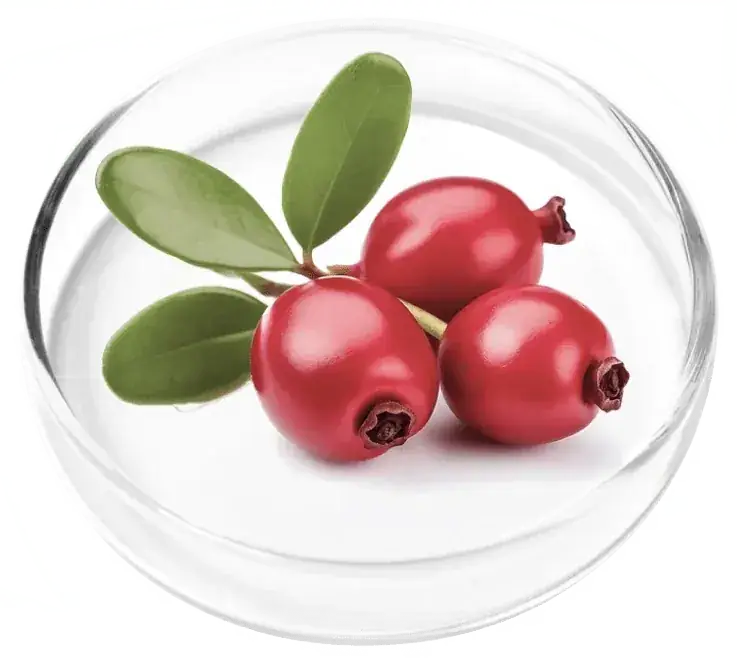 Bearberry