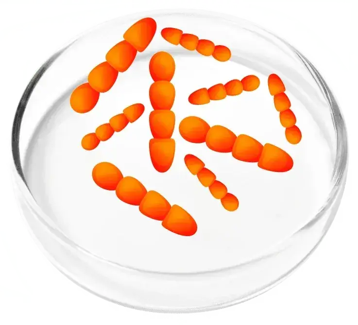 Lactobacillus crispatus