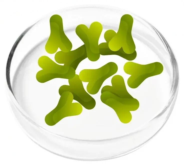 Lactobacillus acidophilus