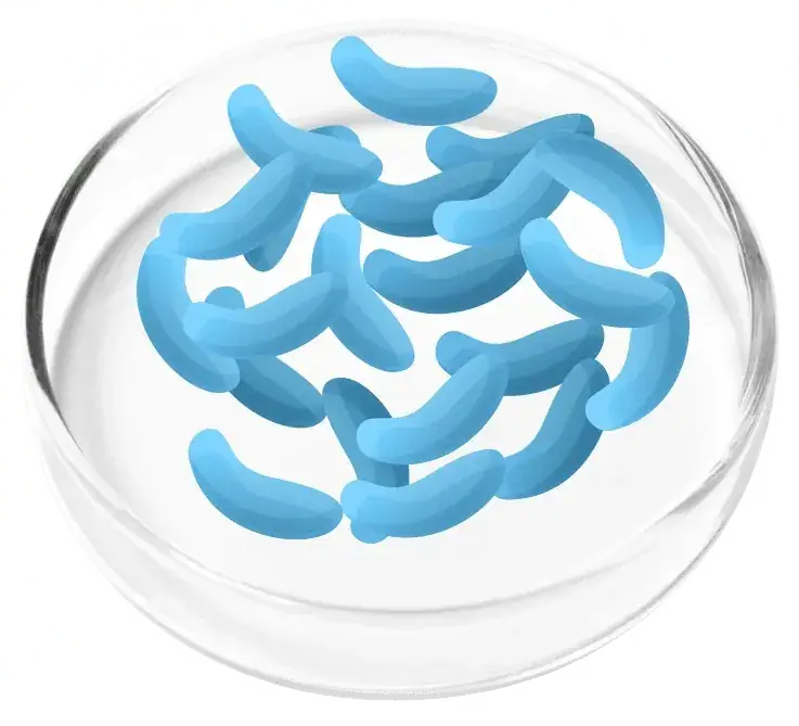Lactobacillus gasseri