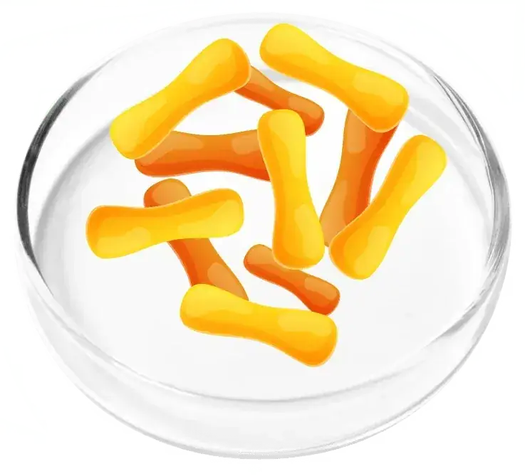 Lactobacillus casei